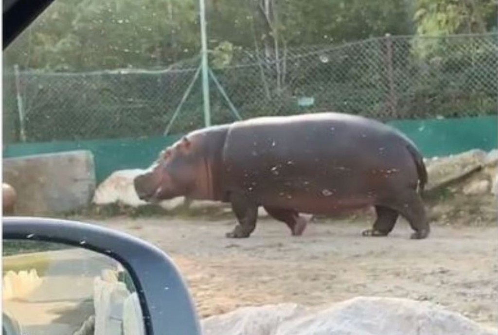 brozo allo zoo