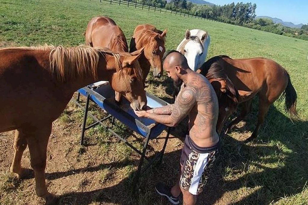 vidal-cile-cavalli