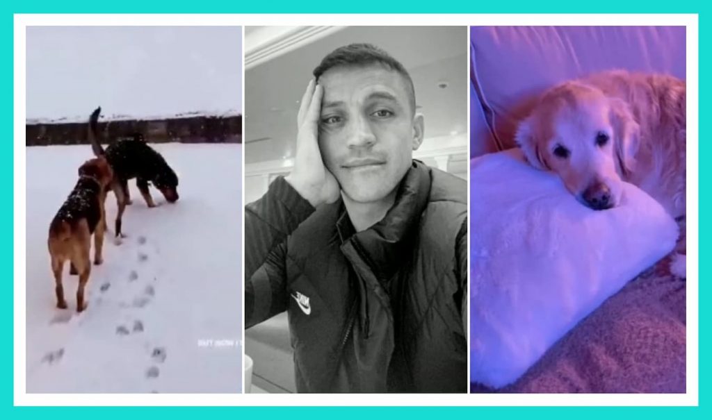 sanchez neve inter